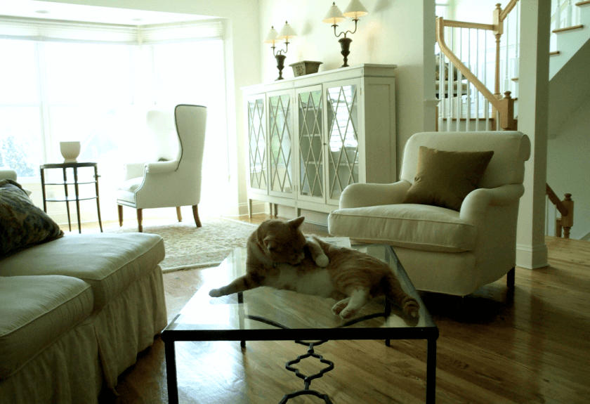 The Best Upholstery Fabrics For Pets And Slobs Laurel Home