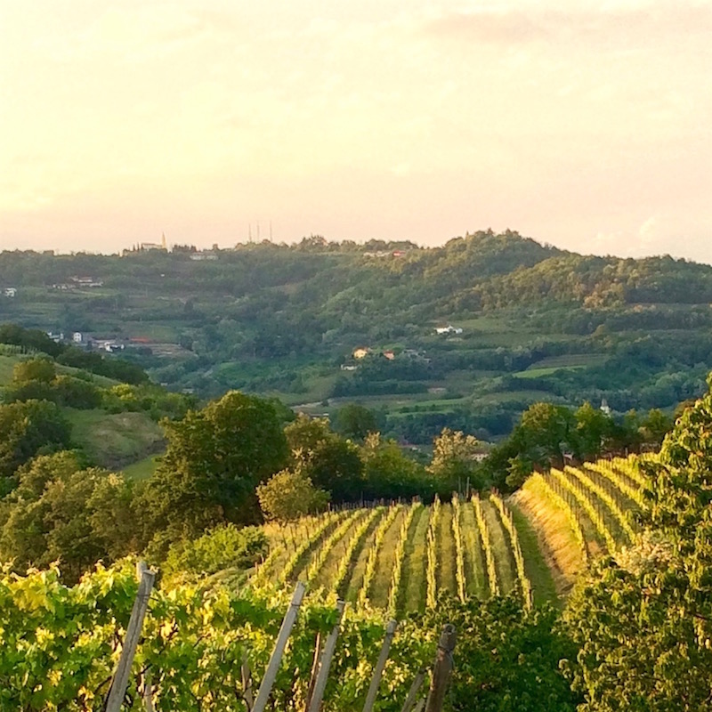 Angiolini Maule vineyard italy