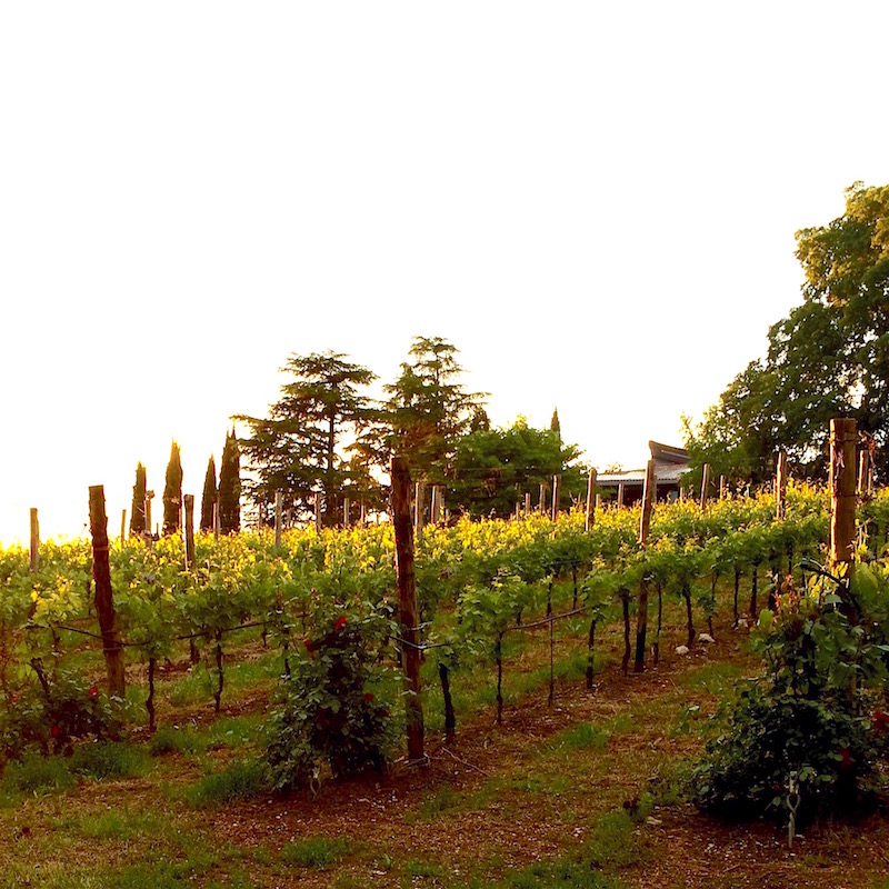 sunset over sartori italian vineyards