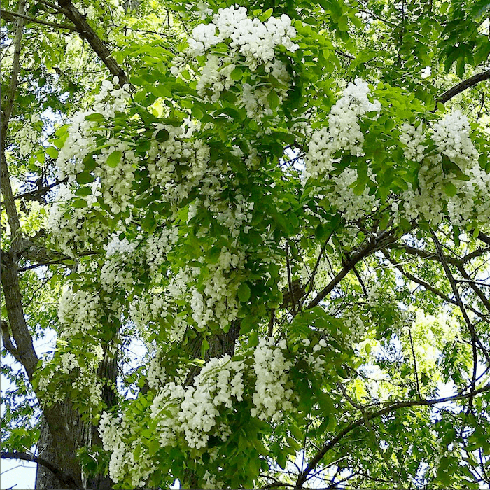 outdoor trees black locust blossoms- mother nature