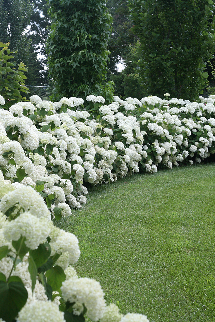 exquisite garden hydrangea hedge