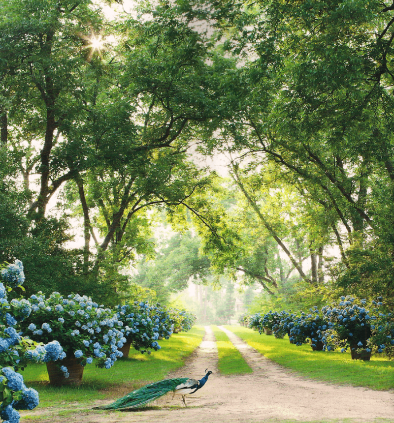 Furlow Gatewood_Drive_via The Devoted Classicist - wonderful blue potted hydrangeas - exquisite gardens 
