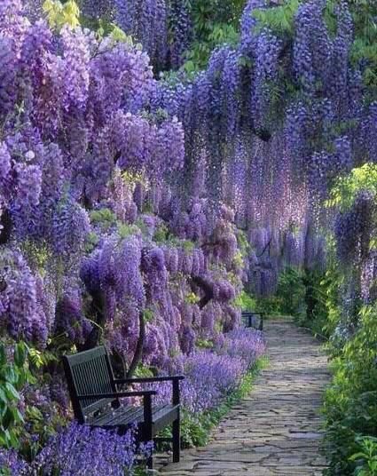 raining wisteris exquisite garden