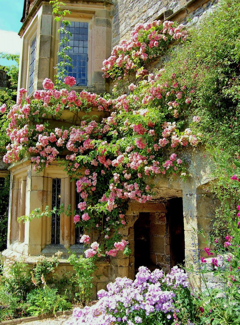 exquisite gardens climbing roses derbyshire - exquisite gardens 