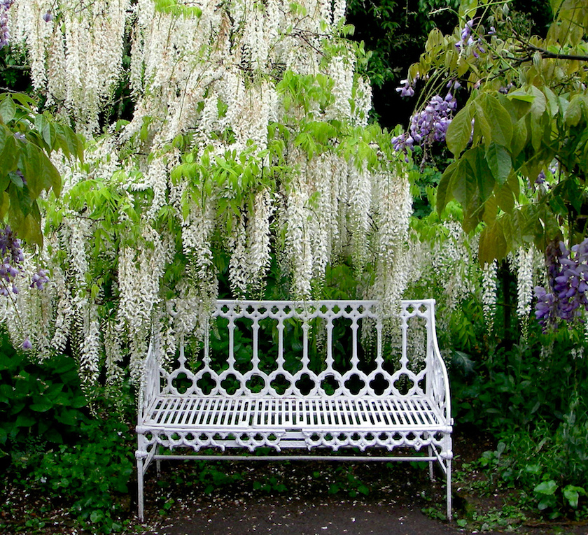 hidcote manor white wisteria kandy-sweet - exquisite gardens 