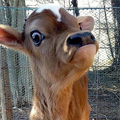 disgusted-cow