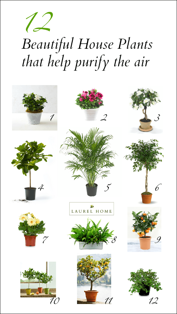 12 beautiful house plants that help purify the air - affordable home decor