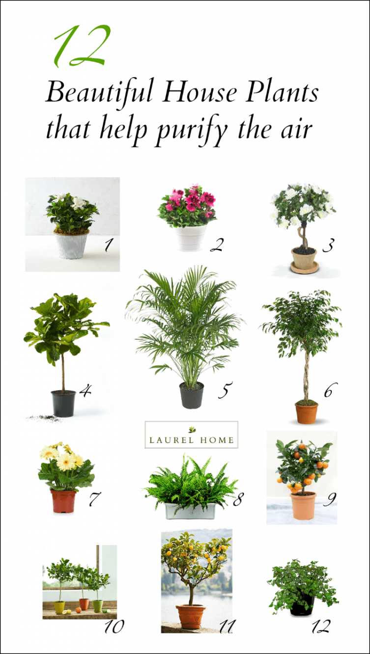 12 beautiful house plants that help purify the air