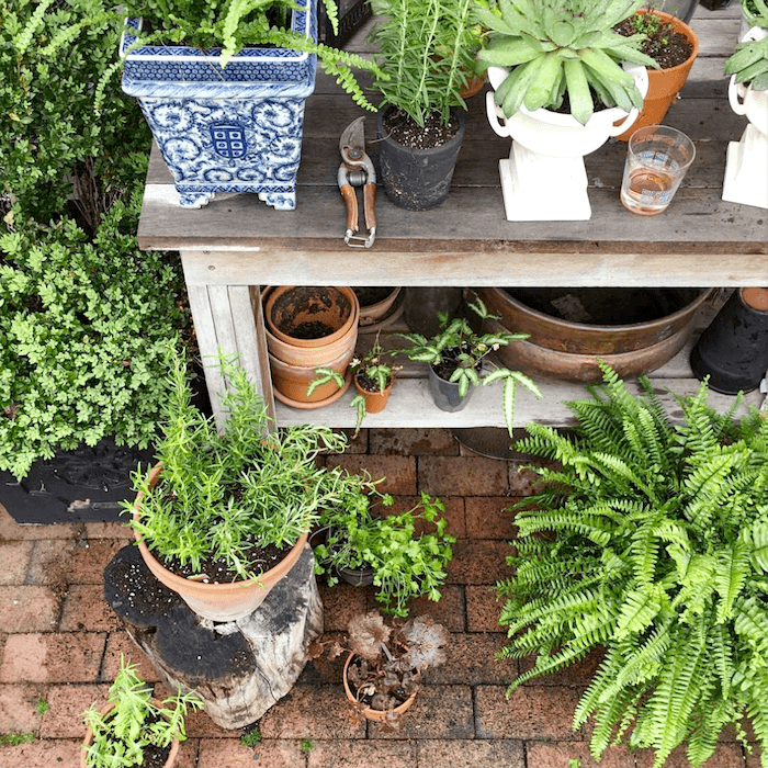 Maura Endres house plants in the potting shed