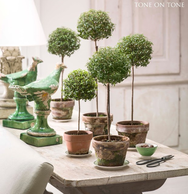 growing myrtle topiary - loi thai tone on tone indoor houseplants