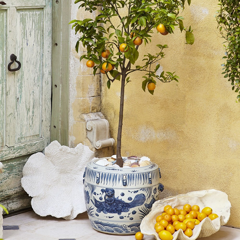 Wisteria hand painted blue and white Chinoiserie cache pot with a meyer's lemon tree indoor house plants