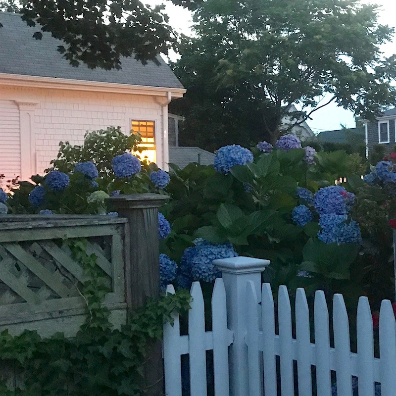 Provincetown blue hydrangeas dusk