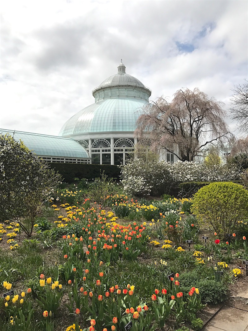 Brooklyn Botanical Garden Spring 2017 - photo Laurel Bern Enid A. Haupt Conservatory