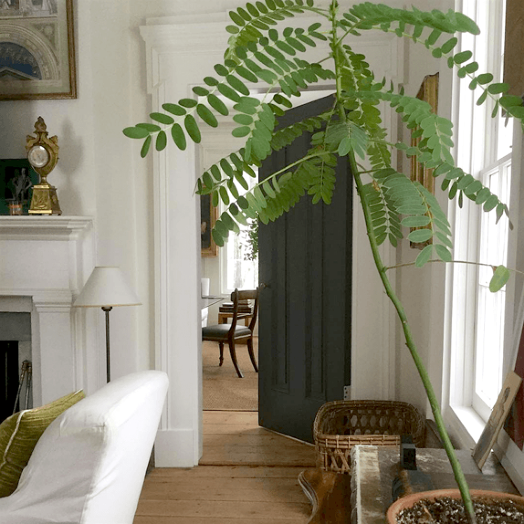 Gerald Bland on instagram - Greek Revival Home - Living Room - Best Shades of White Paint