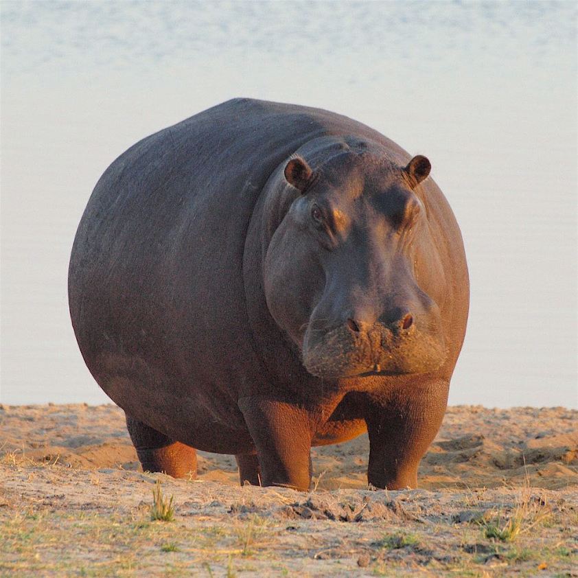 HUGE hippopotamus - the color of feeling fat