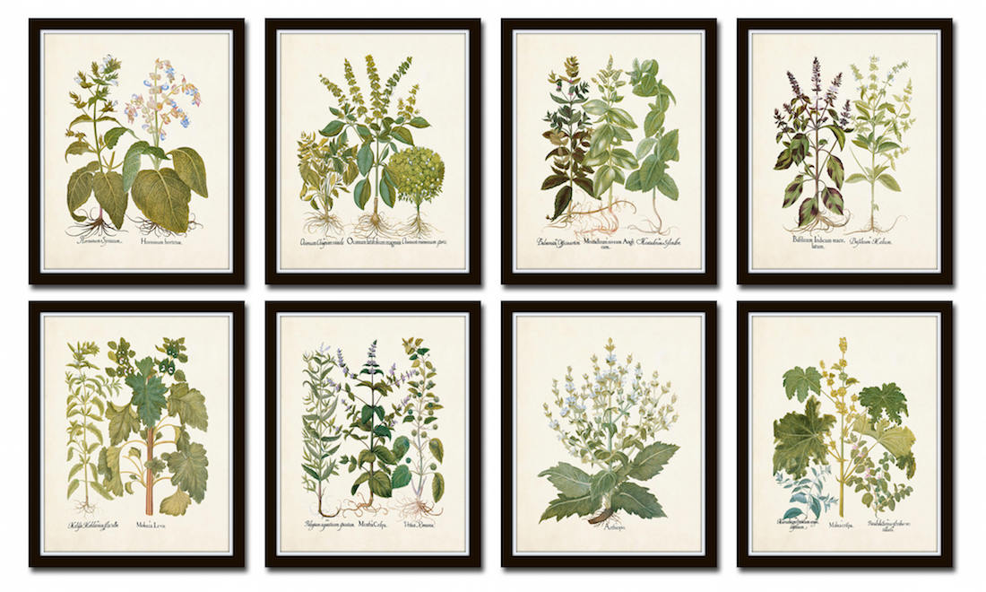 beautiful and affordable botanical prints on Etsy - wake up a boring room!