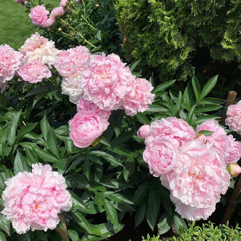 Grandiflora garden tour - Greenwich, CT 2019- pink peonies