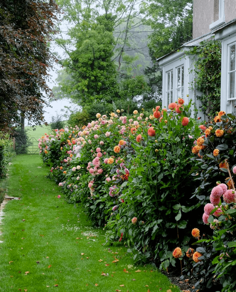 @ben pentreat - @charliemccormick - instagram - exquisite garden - dahlias