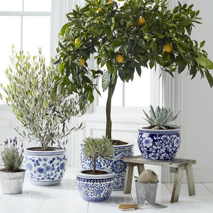 blue-white-ceramic-planter-extra-large - William Sonoma Home