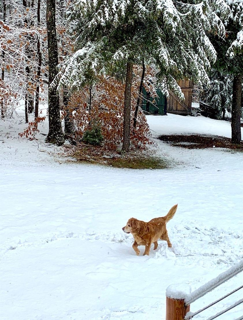 Rascal - golden retriever in the snow