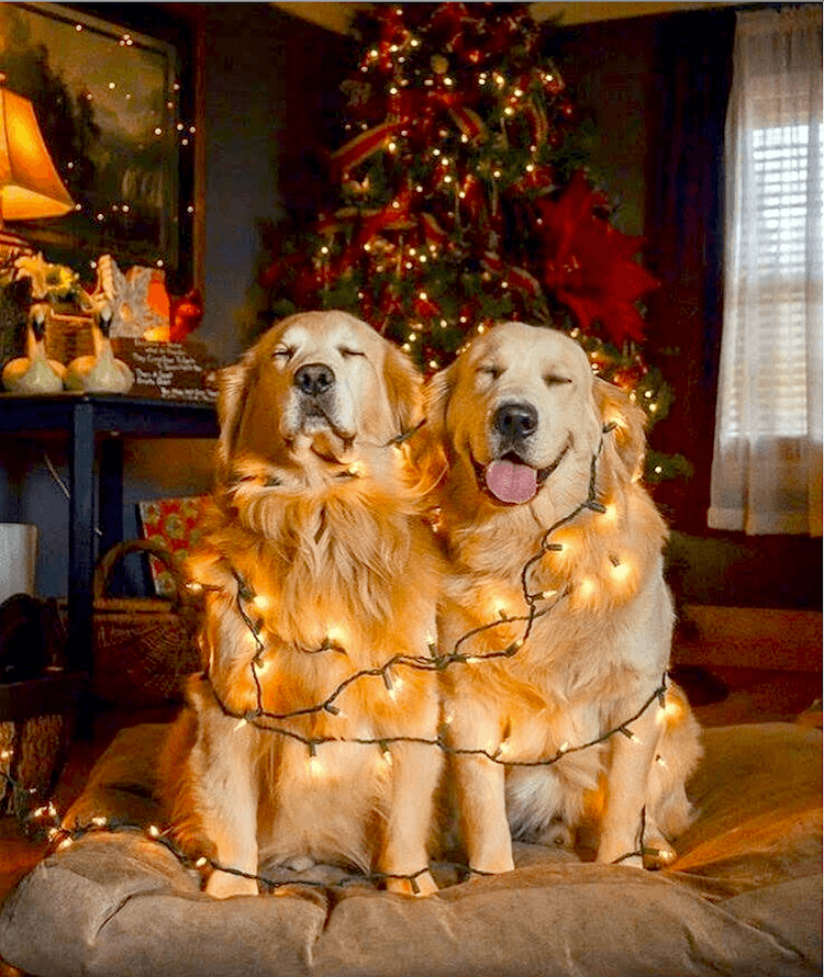 via @joyful_jax on instagram - Golden Retriever love - Christmas lights