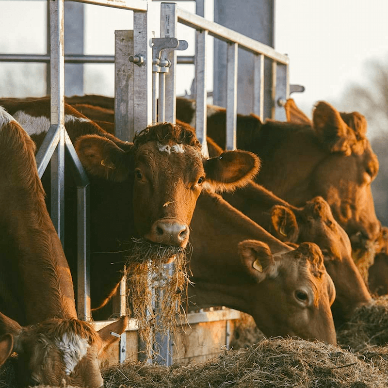 cows at Heckfield Place