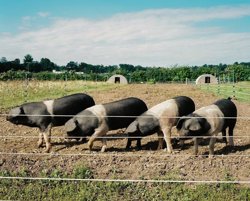 pigs Heckfield Place