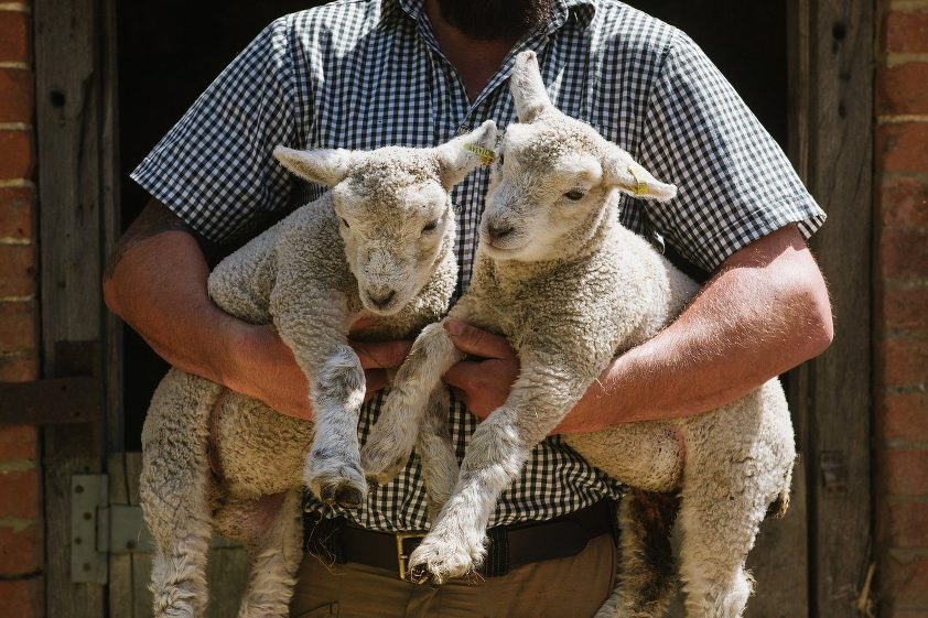 lambs at Heckfield