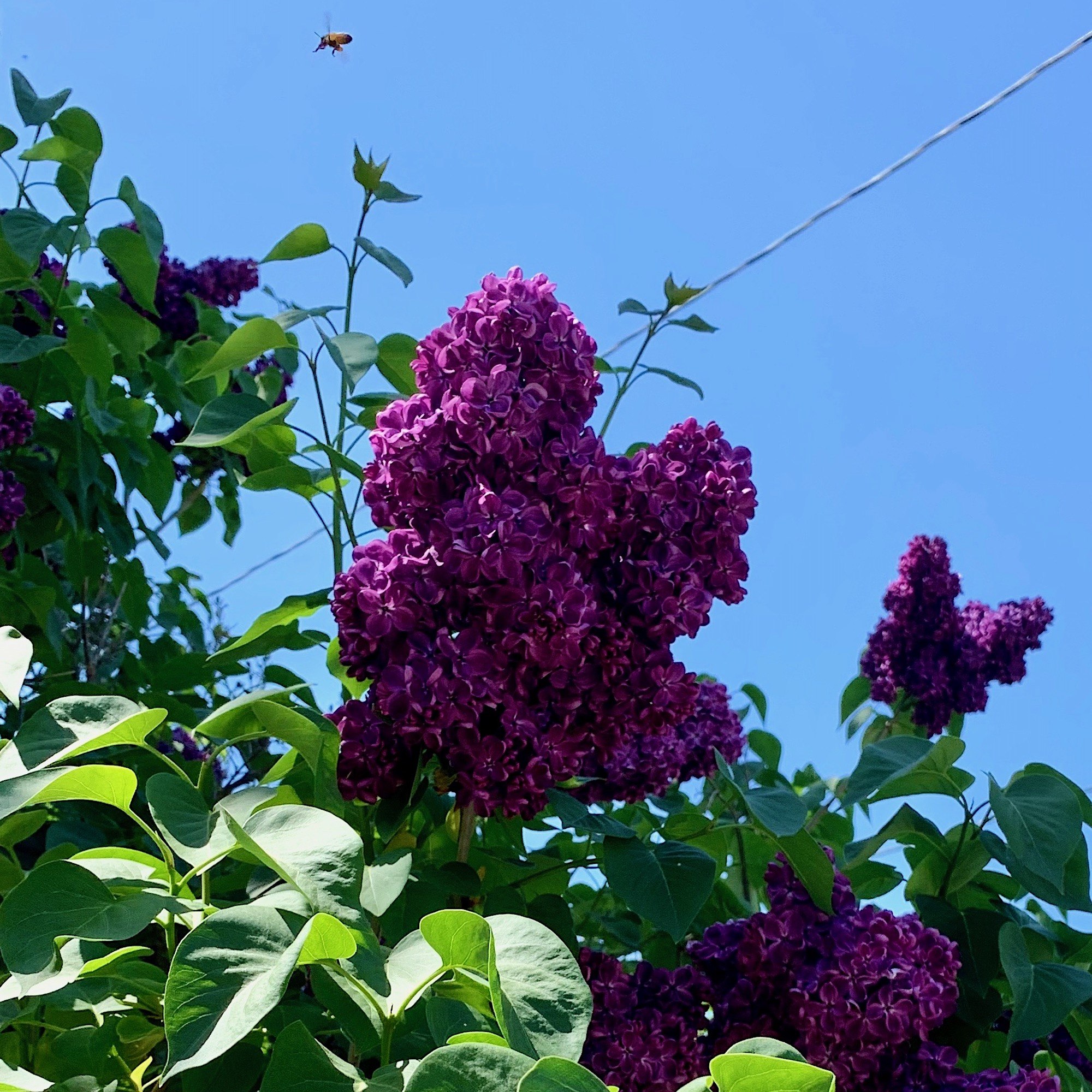 Northampton, MA lilacs - May 2020 - bee flying - photo - LBern