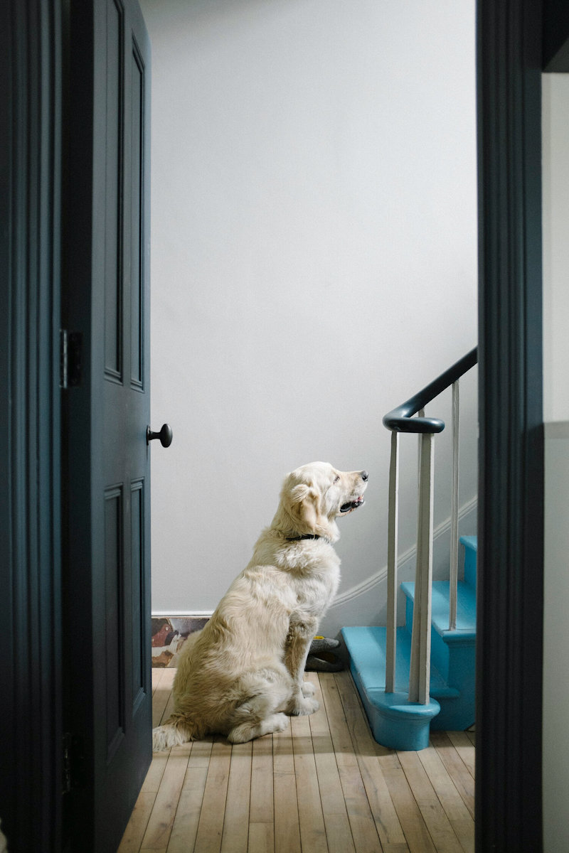 Mornington Terrace - dog matches floor