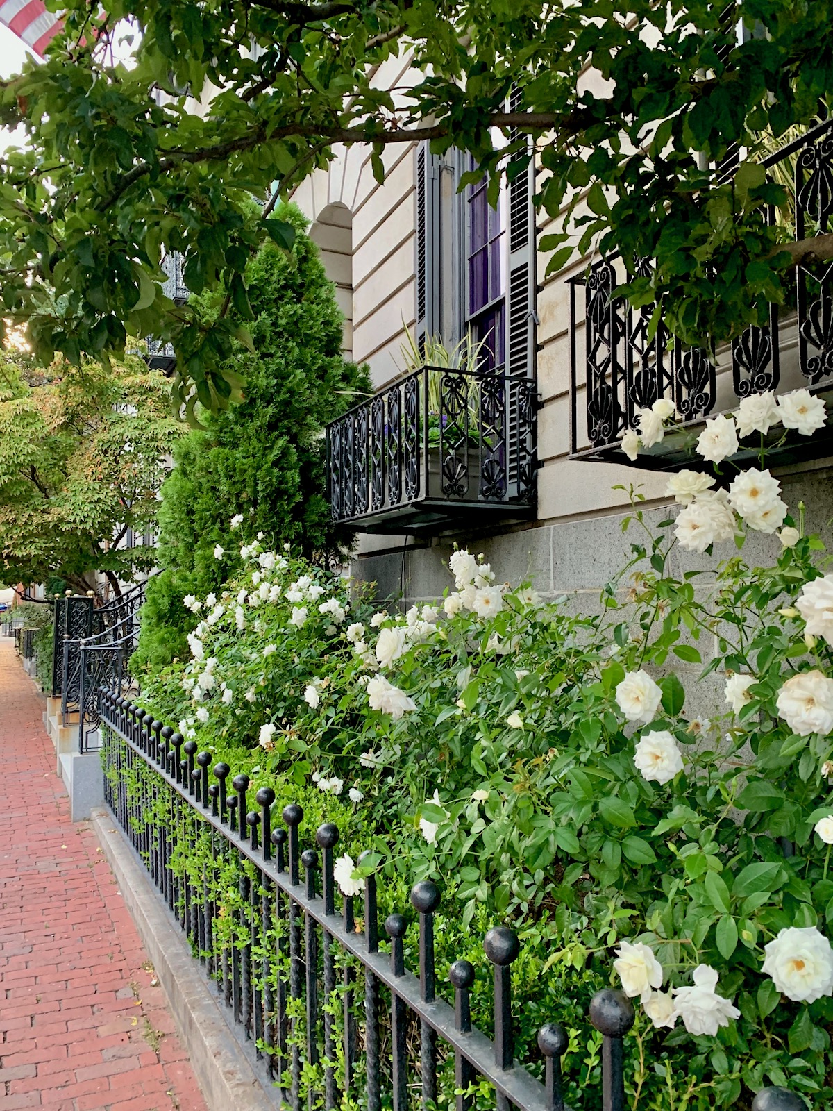 Gorgeous Beacon Street - Boston - white roses