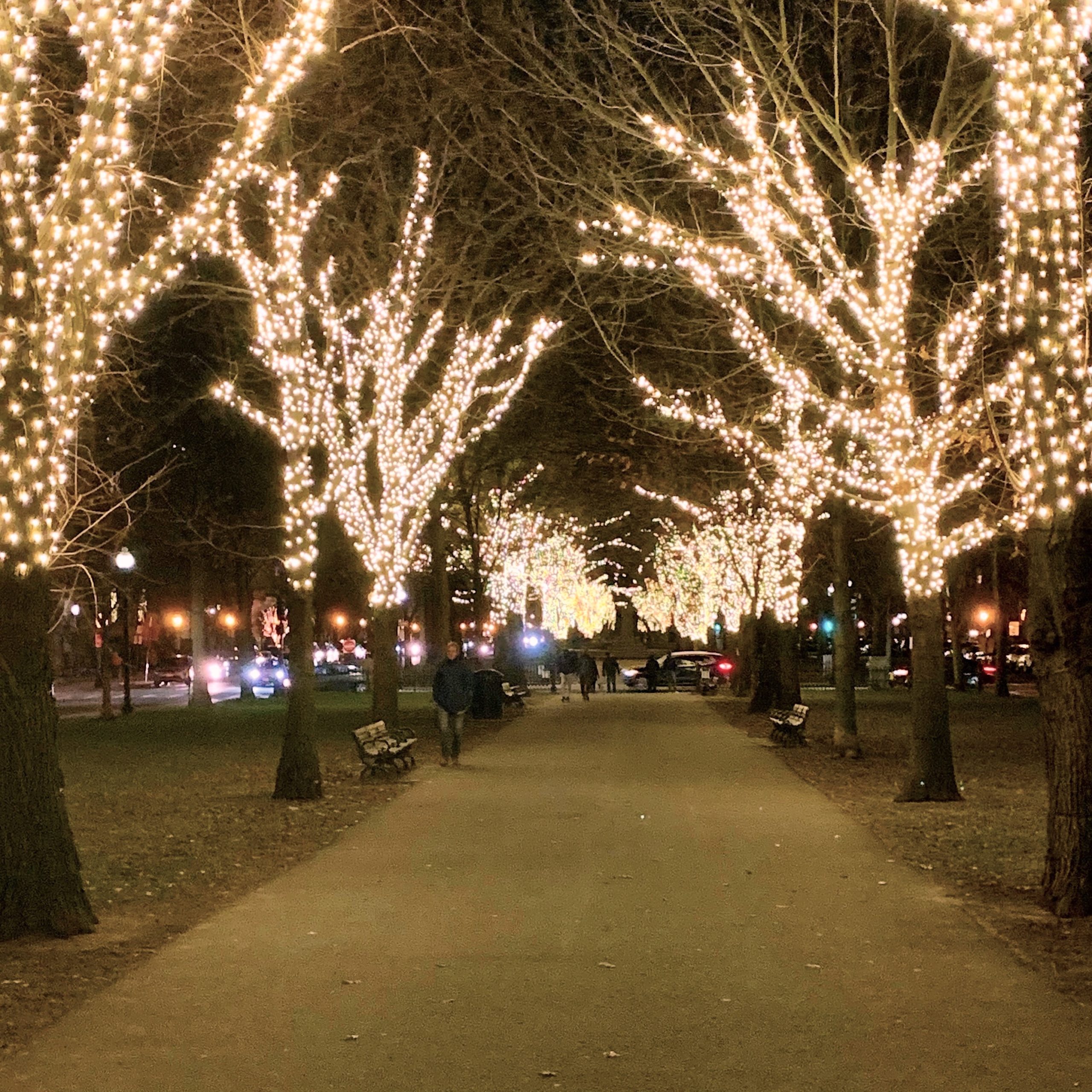 Commonwealth Ave Holiday lights December 2020