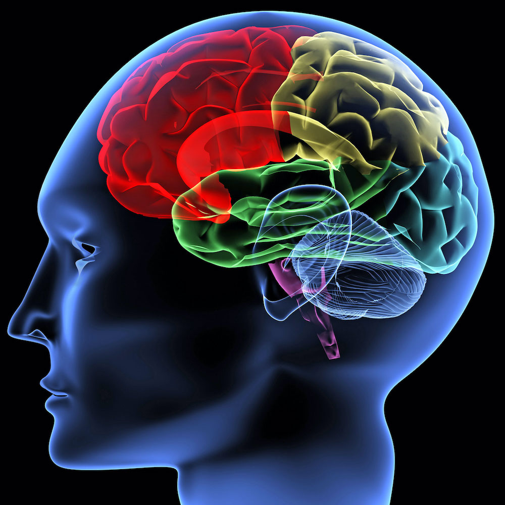 Brain illustration via Britannica