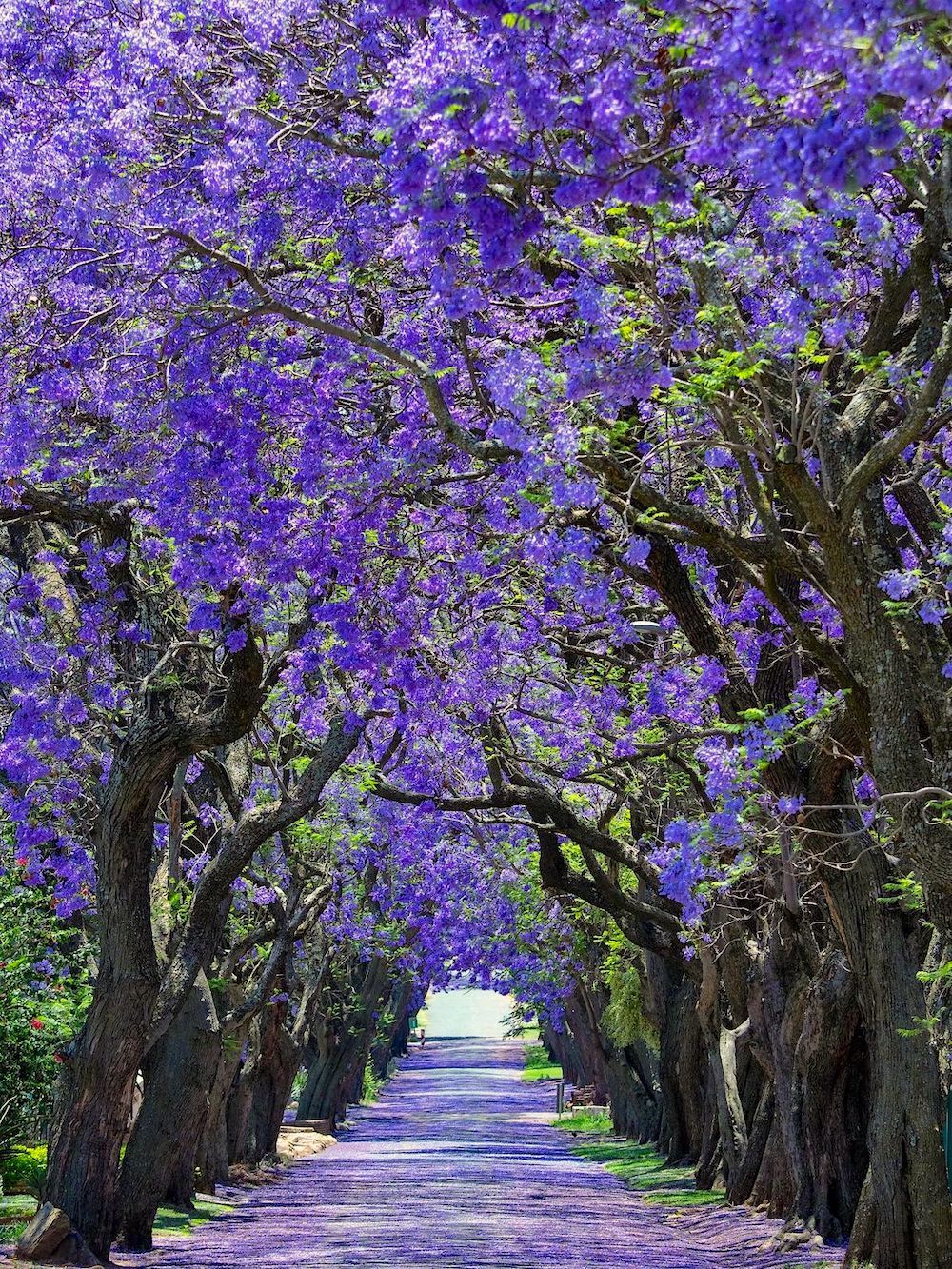 Jacaranda tree-lined Street South Africa