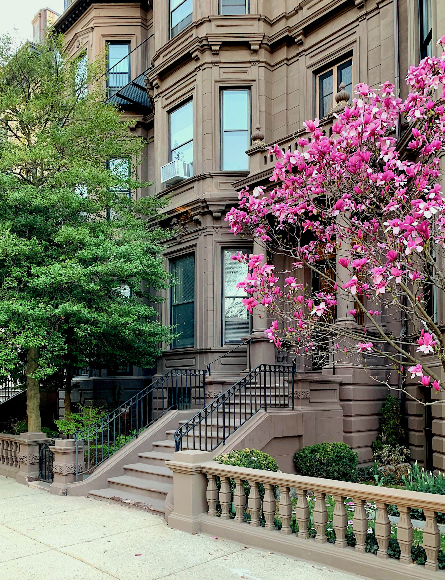 Back Bay Boston Brownstone - bright flowering tree - Laurel Home