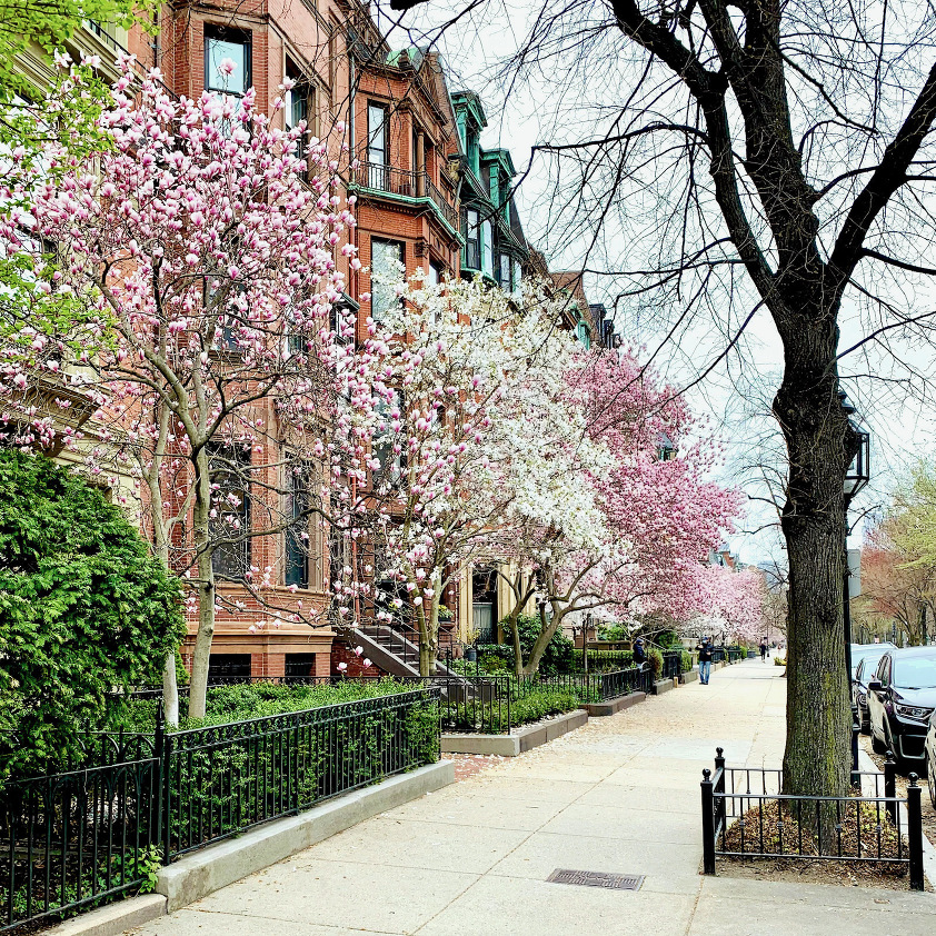 Color Palettes From Nature - Springtime-Commonwealth Ave -flowering trees springtime Boston Back Bay