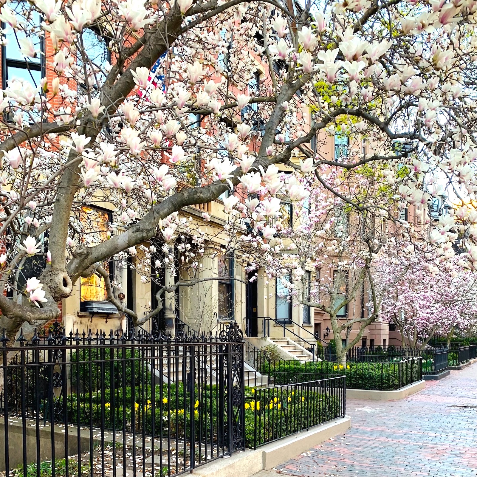 Color Palettes From Nature - Springtime in Boston - Back Bay- magnificent blossoms