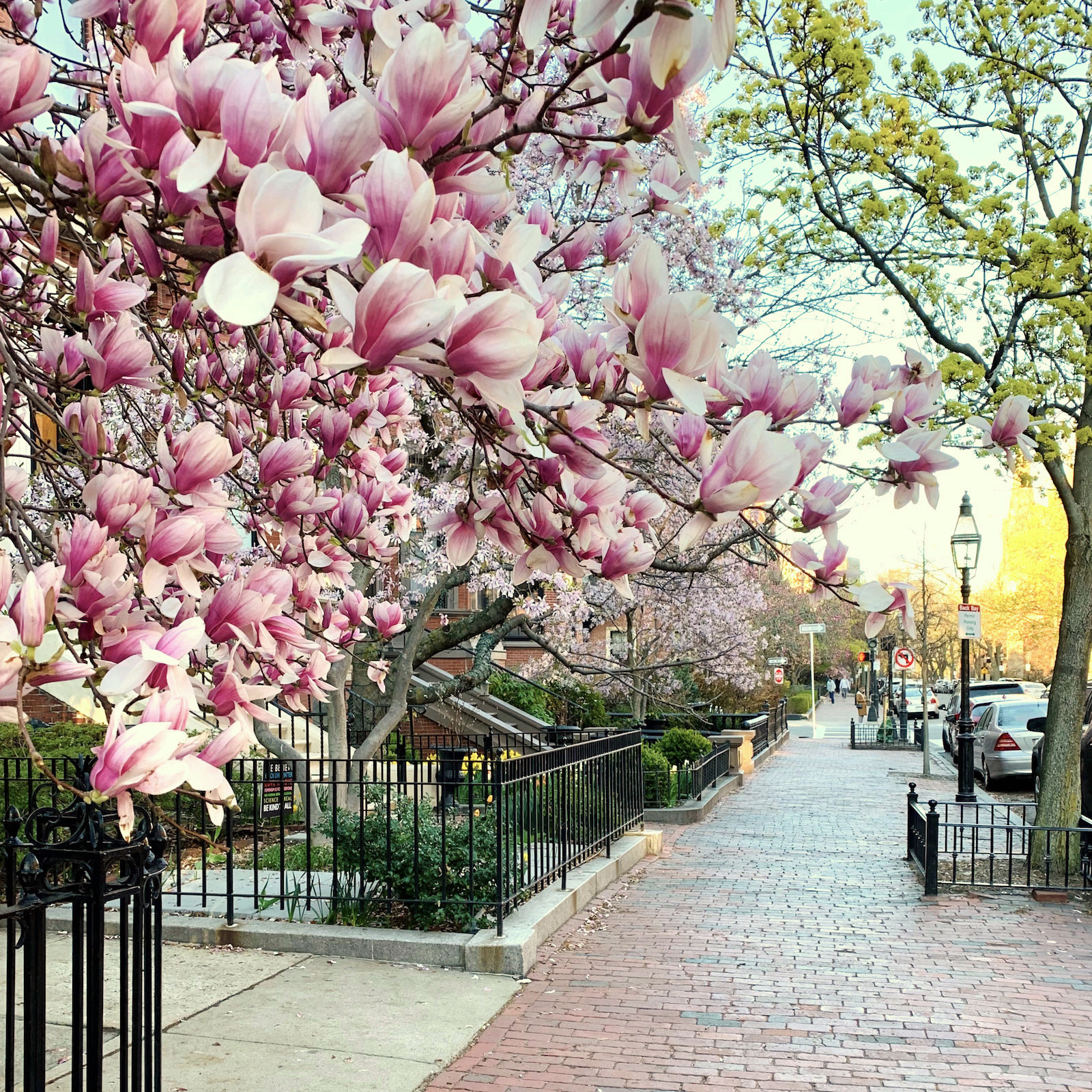 Magnolia Heaven - Springtime in Boston - Commonwealth Ave