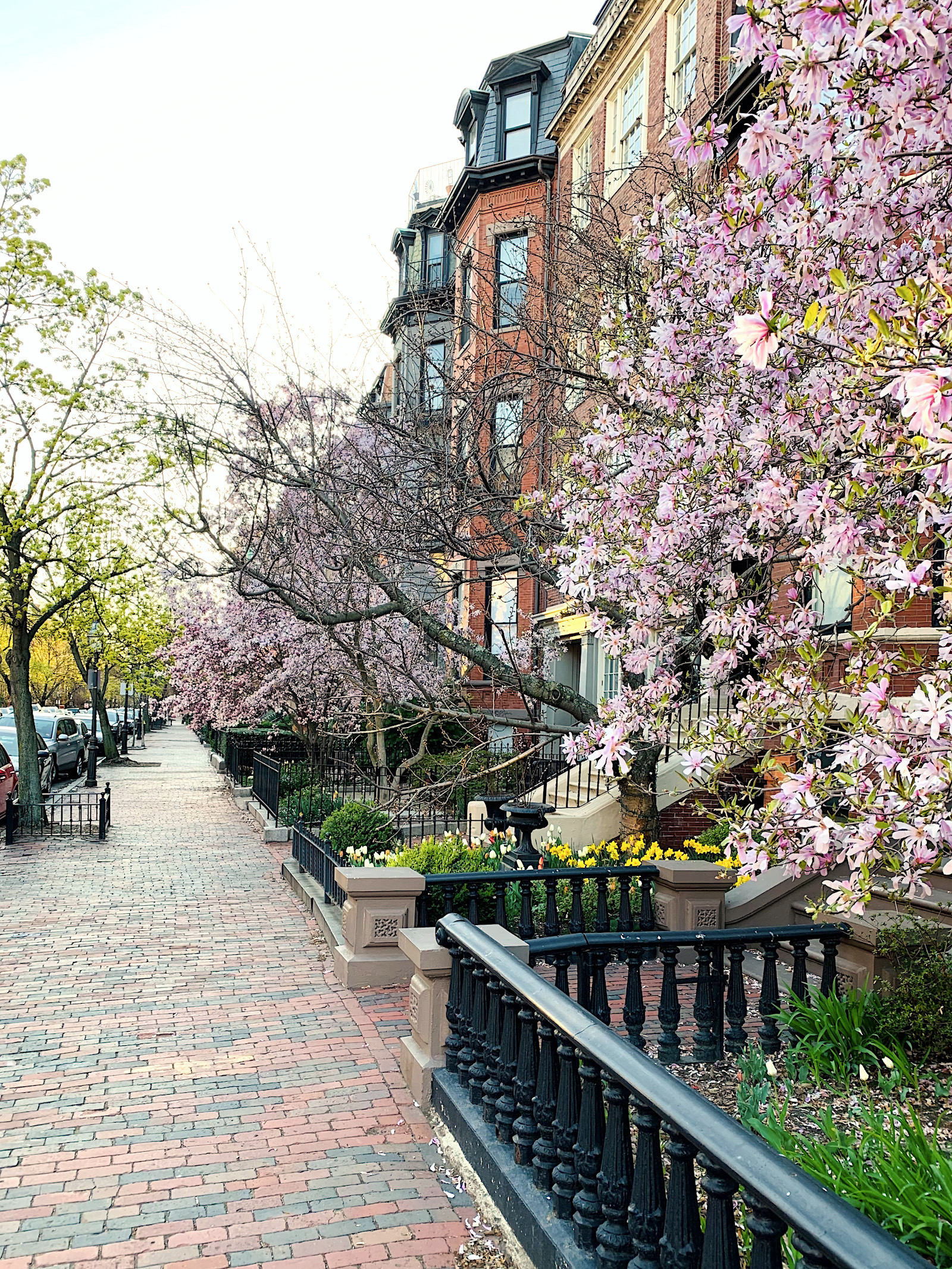 Marlborough Street Boston - Springtime glory