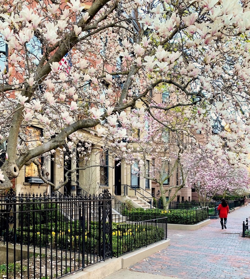 Marlborough Street springtime Boston