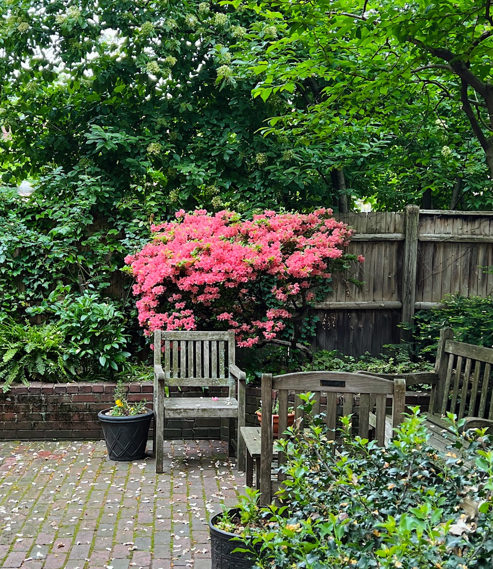 Beacon Hill Boston Hidden Garden Tour Azaleas Patio