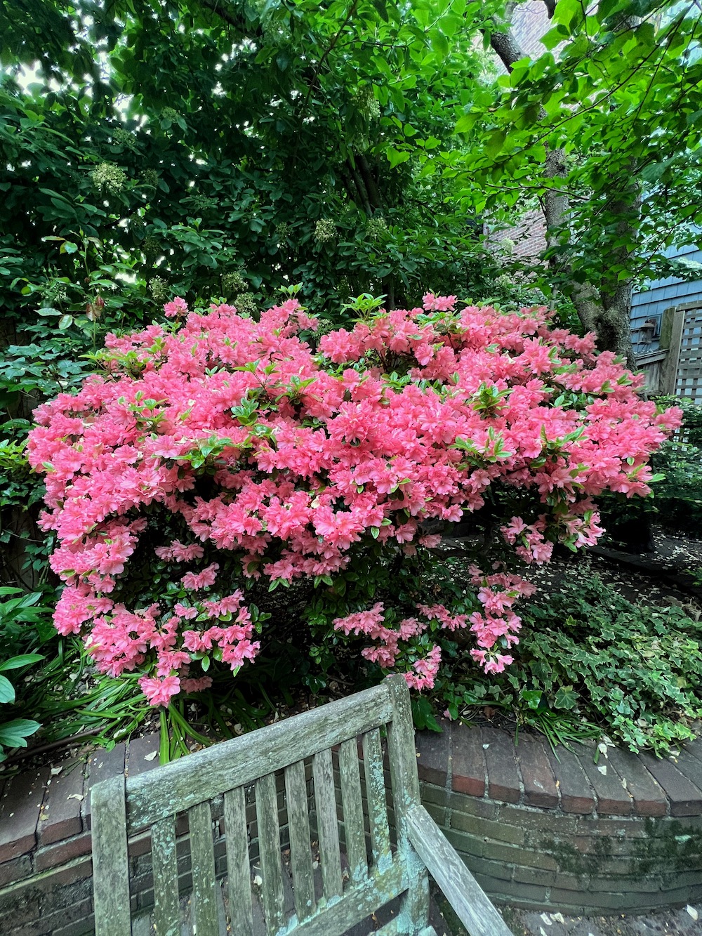 Beacon Hill Boston Hidden Garden Tour Azaleas