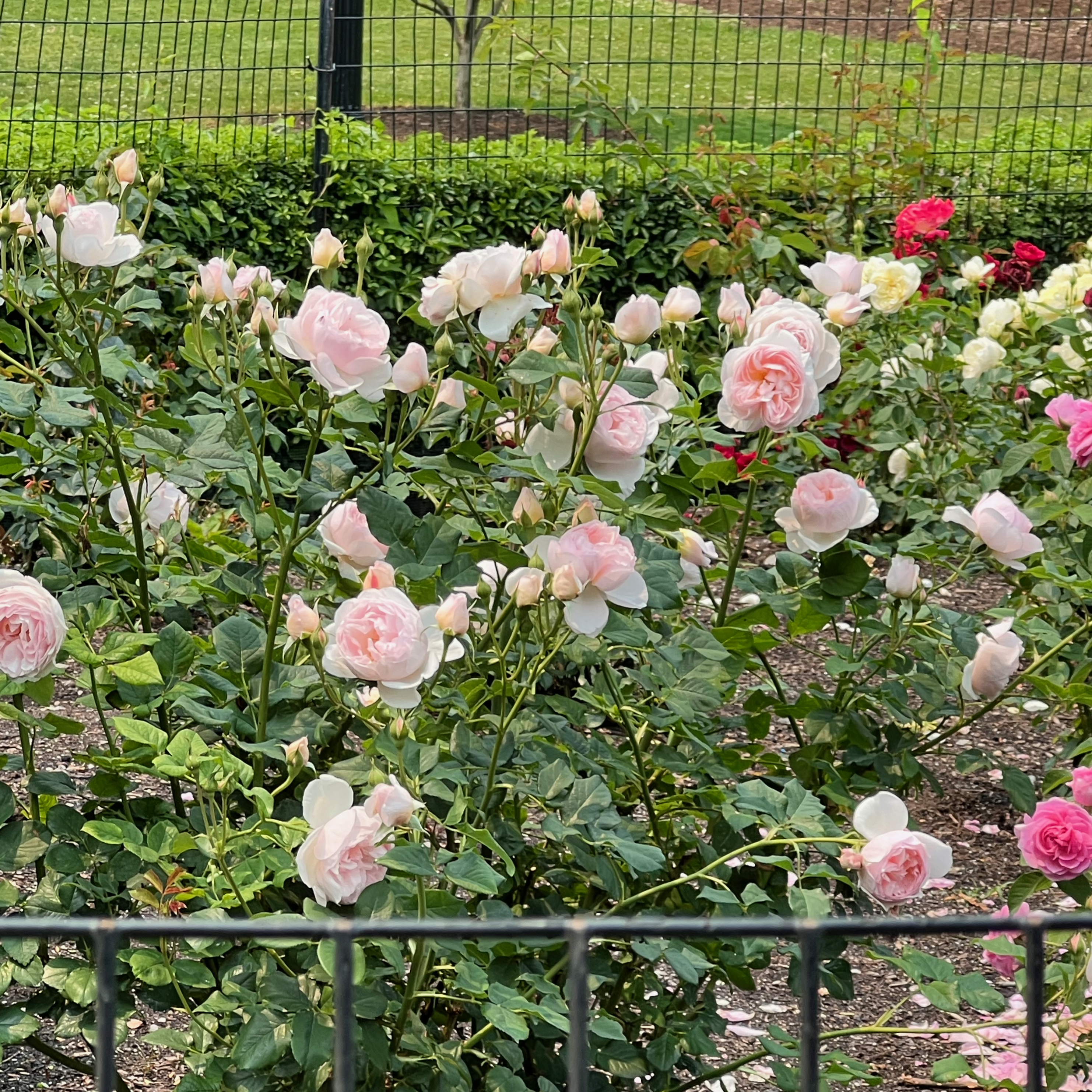 early summer roses Boston Public Garden