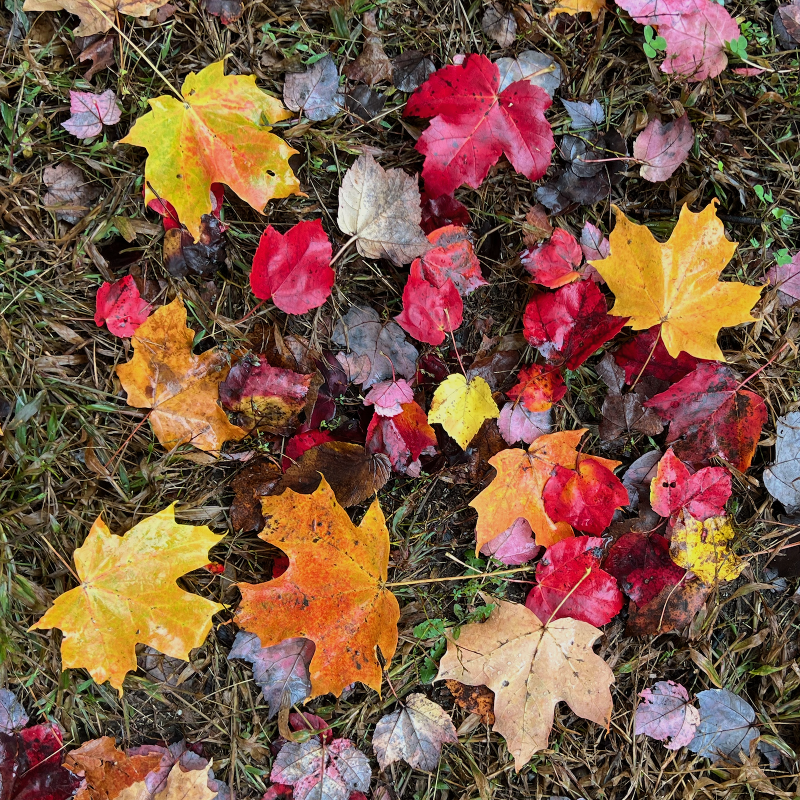 autumn leaves Easthampton, MA 10.21.2023