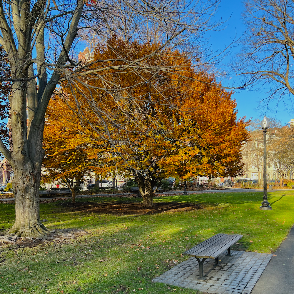 Ginkgo tree Boston Public Garden - November 2023