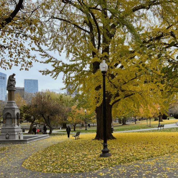 gorgeous tree Boston Public Garden November 21, 2023