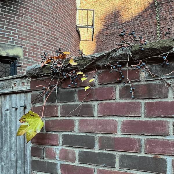 tiny grapes on my garden wall