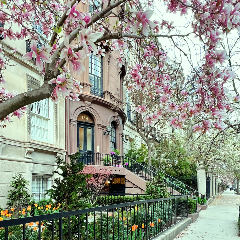 様 ブロメリアbillbergia mashmallow sunset ビル 様 ブロメリア