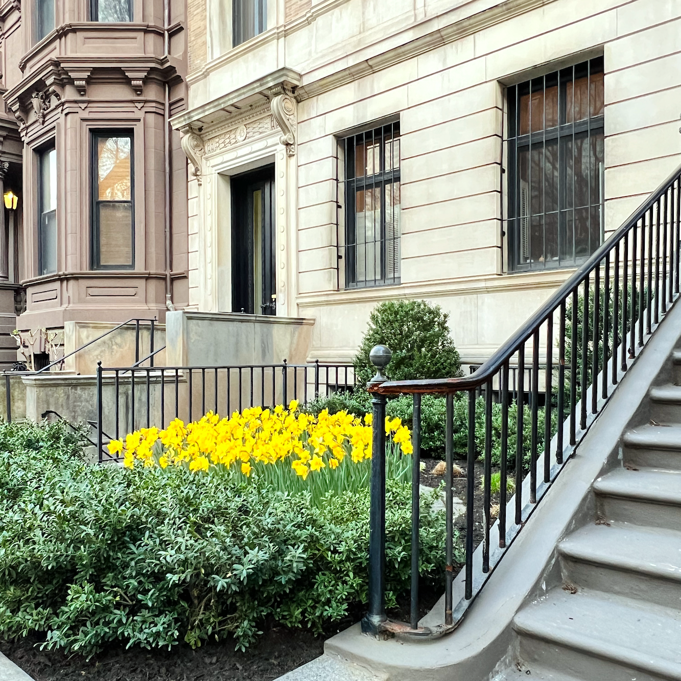 Daffodils for Boston Marathon