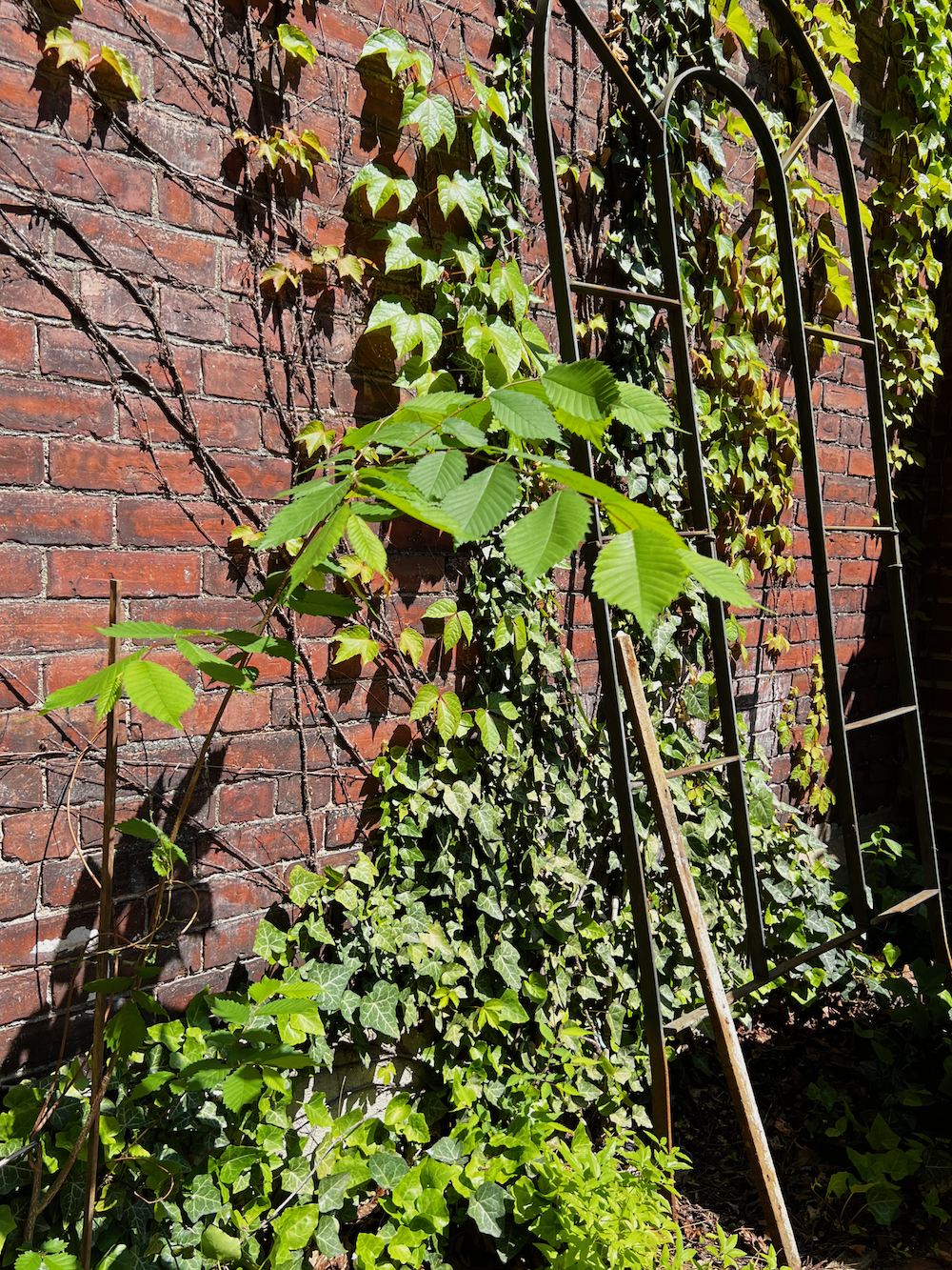 Elm tree sapling